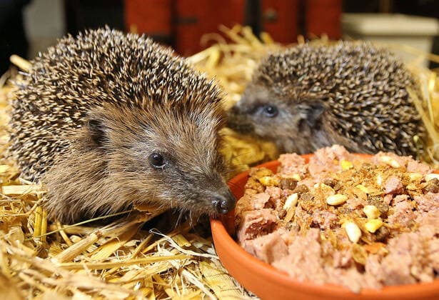 IMAGO Creative: Jahreszeit Herbst, Igel beziehen Winterquartier Ca 1000 Igel pro Jahr und im Moment sind es 132 Stück, die im Igelhaus in Grasdorf 7 Laatzen wegen zu wenig Gewicht überwintern. Rührseelig kümmern sich die ehrenamtlichen Betreiber des Hauses um die Igel, die aufgepeppelt durch den Winter gebracht werden müssen. *** About 1000 hedgehogs per year and at the moment there are 132 of them, which spend the winter in the Hedgehog House in Grasdorf 7 Laatzen because of too little weight. The volunteers who run the house take care of the hedgehogs, which have to be brought through the winter in a good mood