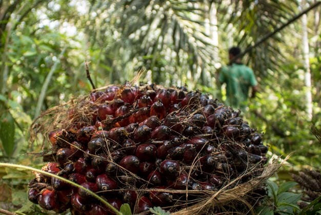IMAGO Nature: Unsere Erde, Umweltverträgliche Herausforderungen des 21. Jahrhunderts, Palmöl Palm oil is harvested in the palm oil plantation area of Kuta Makmur, North Aceh Regency, Aceh Province, Indonesia, Tuesday, January 21, 2020. India is the largest buyer of palm oil in the world of up to 9 million tons per year, which is purchased from Indonesia and Malaysia. (Photo by Aziz Abdi INA Photo Agency Imago Images) Indonesia: Harvesting Palm Oil in Aceh Province 