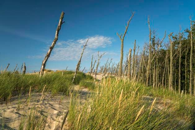 Slowinzischer Nationalpark Dünen und abgestorbene Bäume, Slowinzischer Nationalpark, Pommern, Polen, Europa Moving dunes and dead tree trunks, Slowinski National Park, Pomerania, Poland, Europe