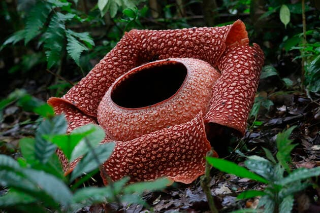IMAGO Nature: Unsere Erde: Pflanzenwelt: Hässliche Pflanzen Rafflesia Arnoldii flower is blooming in Bukit Barisan Selatan National Park, at Rhino Camp Resort Sukaraja, Lampung Province, Sumatra, on 7 January 2020. Rafflesia Arnoldii is the largest parasitic flowering plant in the world. (Photo by Ferdi Awed INA Photo Agency Imago Images) Indonesia: Rafflesia arnoldii Flower Blooming In Lampung Province 