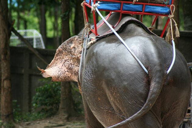 Thailand Thailand  Copyright: xMariuszxPrusaczykx 1030510