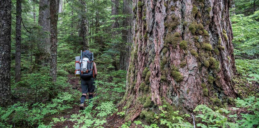 A woman hikes past a huge tree in north Cascades National Park Concrete, WA, United States CR_BQPO191210-252496-01