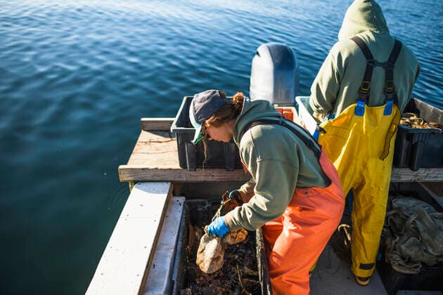 IMAGO Creative, Unsere Erde, Umweltverträgliche Herausforderungen des 21. Jahrhunderts, Überfischung Aquaculture shellfishing for conch on Narragansett Bay in Rhode Island Wickford, Rhode Island, United States CR_CABR191204-232367-01
