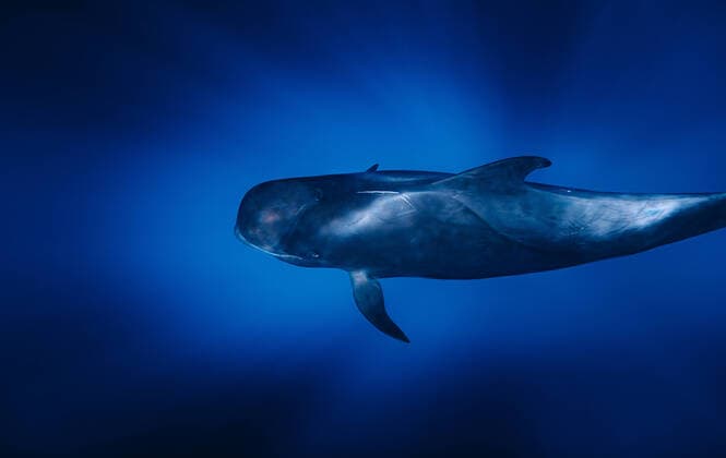 Whale diving through the rays of light in the ocean Santa Cruz de Tenerife, CN, Spain CR_MIWX191206-251053-01