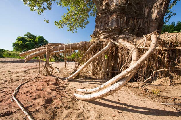 In mid January 2015, a three day period of excessive rain brought unprecedented floods to the small poor African country of Malawi. It displaced nearly quarter of a million people, devastated Mulanje, Southern Region, Malawi CR_OQMH191209C-253584-01