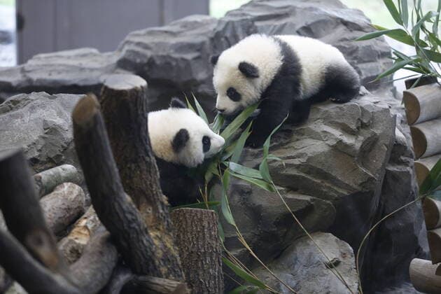 Bilder des Jahres 2020, Entertainment 01 Januar Entertainment Themen der Woche KW05 Germany: Panda twins go on their first outing Berlin: The photo shows the panda twins behind a glass pane on their first outing in the outdoor area in the panda garden in the zoological garden in Berlin. Berlin Berlin-Tiergarten Germany Copyright: SimonexKuhlmey