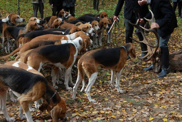 fox hunting foxhounds waiting for eating the roe deer  Copyright: xcynoclubx 1055378