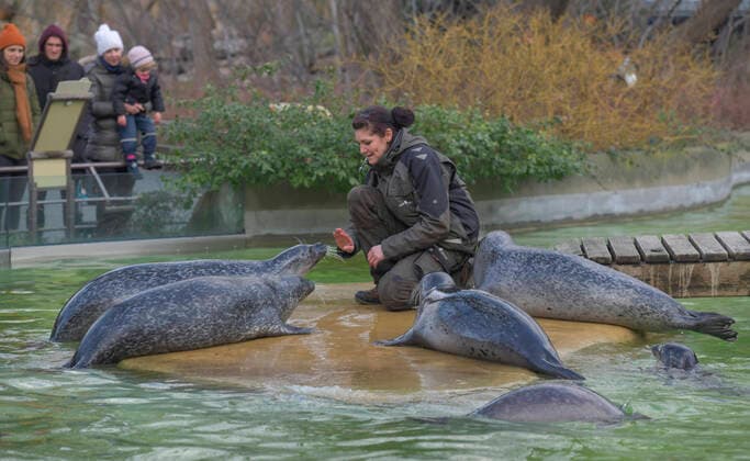 Entertainment Bilder des Tages Berlin, 31.01.2020: Der Aufregung um die Panda-Zwillinge geht an den anderen Tieren vorbei. Hier Normalität bei der täglichen Fütterung der Seehunde. *** Berlin, 31 01 2020 The excitement about the panda twins passes by the other animals Here is normality in the daily feeding of the seals