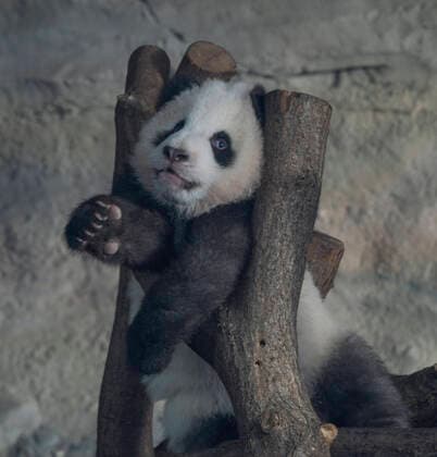 Bilder des Jahres 2020, Entertainment 01 Januar Entertainment Bilder des Tages Berlin, 31.01.2020: Der zweite Tag an dem die Panda-Zwillinge Meng Xiang und Meng Yuan alias Pit und Paule mit ihrer Mutter Meng Meng für Besucher zu sehen sind. Hier: Ein Jungtier übt sich im Klettern. *** Berlin, 31 01 2020 The second day that the panda twins Meng Xiang and Meng Yuan aka Pit and Paule with their mother Meng Meng can be seen here A young animal is practicing climbing