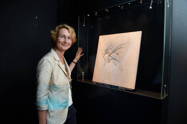 Senckenberg Museum - Gefiederte Dinosaurier 06.07.2018 Frankfurt x1x Senckenberg Museum - Ausstellung Gefiederte Dinosaurier mit dem Origonalfossil 11 eines Archaeopteryx. Im Bild: Original des 11. Archaeopteryx im Tresor, Prof. Dr. Katrin Böhning-Gaese (58, Direktorin Senckenberg, Biodiversität und Klimaforschungszentrum) Frankfurt Frankfurt Hessen Germany