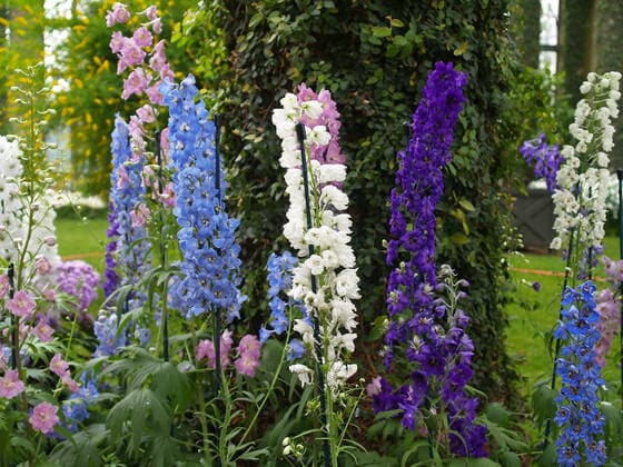 Flowers in a famous botanic garden Flowers in a famous botanic garden in the United States  Copyright: xgary718x 1177609
