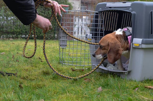 Hamburg, der 31.01.2020. Tierschützer übernehmen Hunde aus Tierversuchslabor Mienenbüttel. Auf einem privaten Grundstück wurden einige Hunde an ihre neuen Besitzer, Herrchen und Familien übergeben. Hunde aus Tierversuchslabor -Mienenbüttel von Tierschützern übernommen., Hamburg Hamburg Deutschland *** Hamburg, the 31 01 2020 Animal welfare activists take over dogs from animal testing laboratory Mienenbüttel On a private property some dogs were handed over to their new owners, masters and families Dogs from animal testing laboratory Mienenbüttel taken over by animal welfare activists , Hamburg Hamburg Deutschland