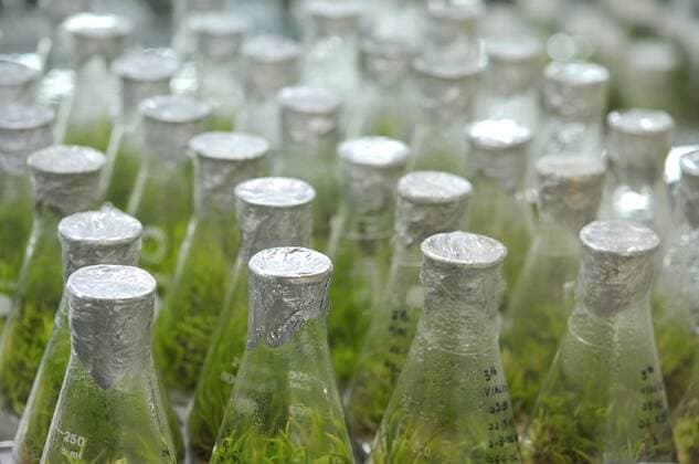 IMAGO Creative: Klimawandel - Grüne Erholung Laboratory specimens and test samples Various plant specimens grown in beakers before transplanting.  Copyright: xgnohzx 1474842
