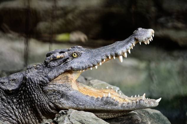 Siamese Crocodile Face of Siamese Crocodile (Crocodylus siamensis)  Copyright: xpanuruangjanx 12747748