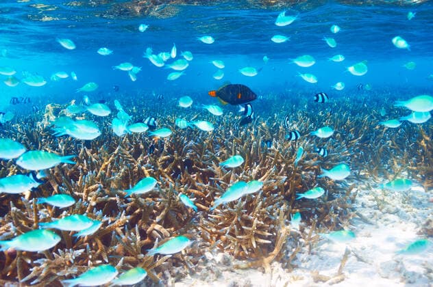 Coral reef at Maldives Coral reef at South Ari Atoll, Maldives  Copyright: xhaveseenx 12753440