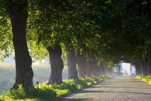Sommerlinde, Sommer-Linde, Grossblaettrige Linde (Tilia platyphyllos), Lindenallee im Park Ooidonk, Belgien, Ostflandern, Leerne, Ooidonk large-leaved lime, lime tree (Tilia platyphyllos), lime avenue in parc Ooidonk, Belgium, East Flanders, Leerne, Ooidonk BLWS604568 Copyright: xblickwinkel W.xPattynx