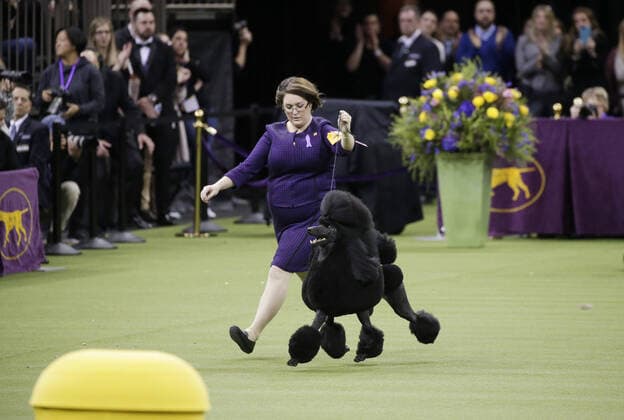 2020 Bilder des Jahres, Entertainment 02 Februar Entertainment Themen der Woche KW07 Entertainment Bilder des Tages Siba, the Standard Poodle and handler Crystal Murray-Clas compete before winning Best in Show at Madison Square Garden in New York City on Tuesday, February 11, 2020. The first Westminster show was held on May 8, 1877, making it the second-longest continuously held sporting event in the United States behind only the Kentucky Derby, which was first held in 1875.  NYP20200211226 JOHNxANGELILLO
