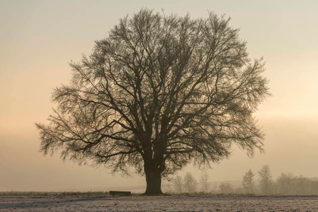 Sommerlinde (Tilia platyphyllos), Silhouette im Morgenlicht, Schwäbische Alb, Baden-Württemberg, Deutschland, Europa *** large-leaved linden Tilia platyphyllos, silhouette in the morning light, Swabian Alb, Baden Württemberg, Germany, Europe Copyright: imageBROKER Lilly ibxtke05100606.jpg