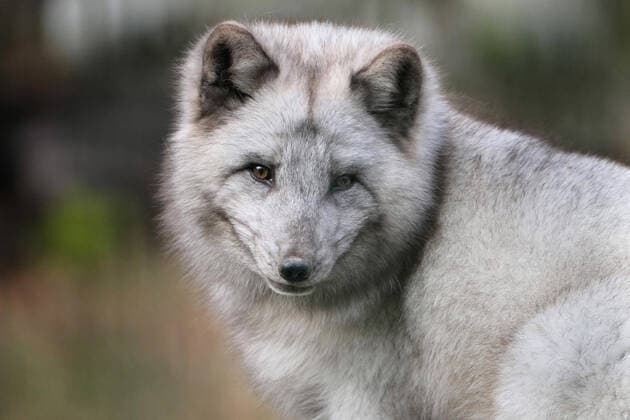 Polarfuchs im Winterfell in verschiedenen Aktionen. Polarfuchs