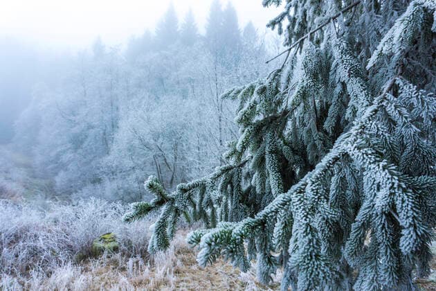 Winterwald Raureif im Wald im Harz, Clausthal-Zellerfeld, Niedersachsen, Deutschland Rime ice in the forest of the Harz Region, Clausthal-Zellerfeld, Lower Saxony, Germany