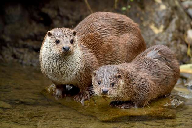Fischotter (Lutra lutra), Weibchen mit Jungtier auf Stein sitzend am Ufer eines Teiches, Captive, Schweiz, Europa *** Otter Lutra lutra , female with young animal sitting on stone on the bank of a pond, Captive, Switzerland, Europe Copyright: imageBROKER StefanxHuwiler ibxshu05094555.jpg