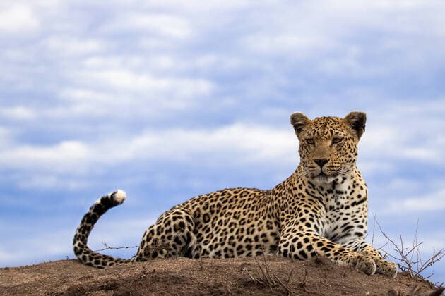 A leopard, Panthera pardus, lies on the top of a termite mound, sky background, looking out of frame A leopard, Panthera pardus, lies on the top of a termite mound, sky background, looking out of frame ,Londolozi Game Reserve  60585