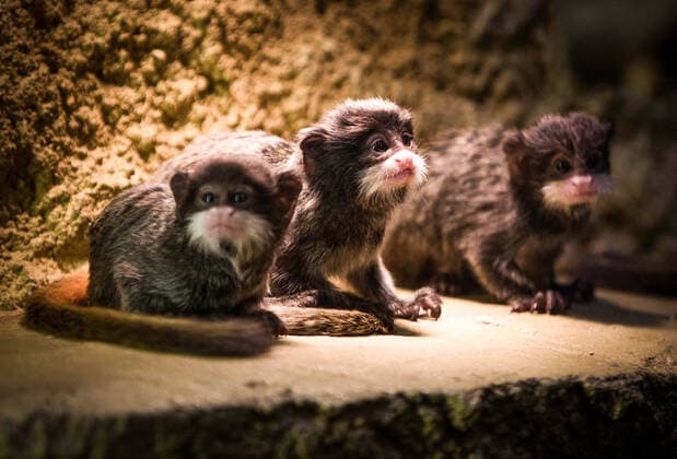 Drillingsnachwuchs bei den Kaiserschnurrbarttamarinen im Zoo Dresden.