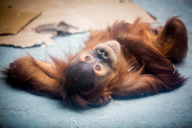 Sumatra-Orang-Utan.