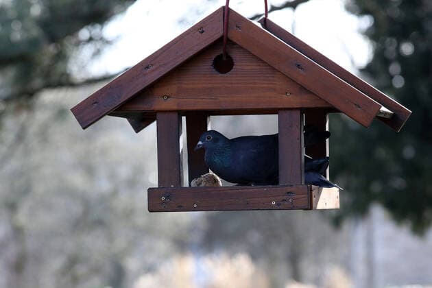 Mildes Winterwetter im Siegerland, eine Taube sitzt im Schlosspark am Oberen Schloss in Siegen in einem Vogelhaus Winter im Siegerland am 15.02.2019 in Siegen Deutschland. *** Mild winter weather in Siegerland, a pigeon sits in the castle park at the upper castle in Siegen in a birdhouse Winter in Siegerland on 15 02 2019 in Siegen Germany