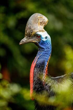 IMAGO Nature: Unsere Erde: Tierwelt: Hässliche Tiere Helmkasuar (Casuarius casuarius), Tierportrait, captive, Frankfurt, Hessen, Deutschland, Europa *** helmet cassowary Casuarius casuarius , animal portrait, captive, Frankfurt, Hesse, Germany, Europe Copyright: imageBROKER/ChristianxNaumann iblcna05114092.jpg