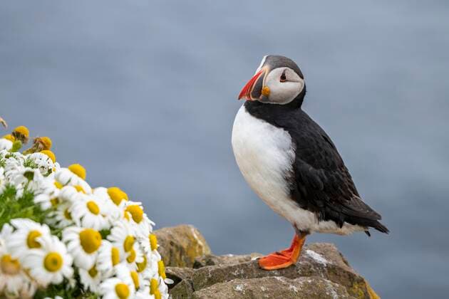 Creative Highlights World Papageitaucher (Fratercula arctica), stehend auf Felsen, Vogelfelsen Latrabjarg, Westfjorde, Island, Europa Copyright: imageBROKER/RobertxHaasmann ibxroh05108401.jpg