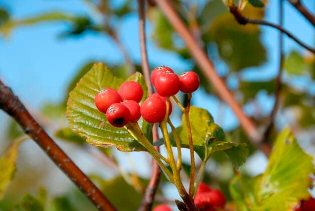 Sorbus aria, Common Whitebeam ÂAndreaInnocenti REDA&CO 1028_13_AIN1908