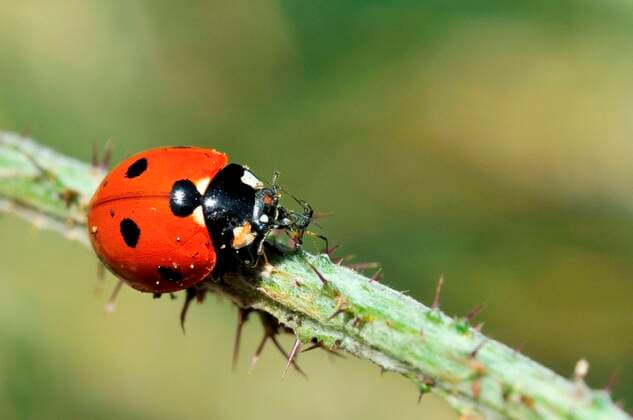 Coccinella septempunctata, seven-spot ladybird ÂAndreaInnocenti REDA&CO 1028_24_AIN2914