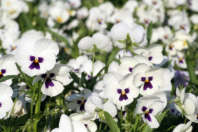 IMAGO Nature: Unsere Erde: Pflanzenwelt: Bedrohte Arten White pansies White pansies with a little bit of purple on a sunny spring day in May.  Copyright: xhanhepix 311721