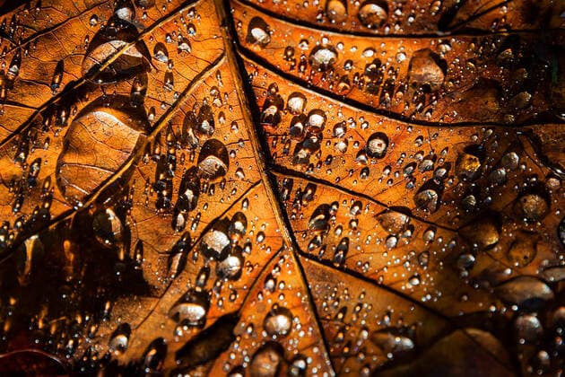 IMAGO Creative: Herbst, Lichtimpressionen Amerikanischer Tulpenbaum (Liriodendron tulipifera), Wassertropfen auf einem Tulpenbaum-Blatt tulip tree (Liriodendron tulipifera), waterdrops on tulip tree leaf BLWS605657 Copyright: xblickwinkel R.xWilkenx