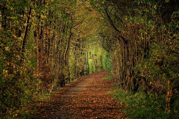 Waldweg im Herbst, Deutschland, NRW forest path in autumn, Germany, North Rhine-Westphalia BLWS605652 Copyright: xblickwinkel R.xWilkenx