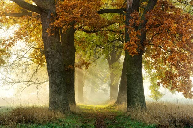 IMAGO Creative: Herbst, Lichtimpressionen Allee aus Eichen (Quercus) und Eschen (Fraxinus) im Herbst, Sonne strahlt durch Morgennebel, Burgenlandkreis, Sachsen-Anhalt, Deutschland *** Avenue of Quercus oaks and Fraxinus ashes in autumn, sun shines through morning mist, Burgenlandkreis, Saxony-Anhalt, Germany