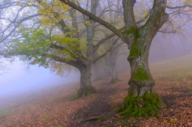 Sommerlinden (Tilia platyphyllos), Allee im Spätherbst, Baden-Württemberg, Deutschland, Europa Copyright: imageBROKER/Lilly ibxtke05108232.jpg