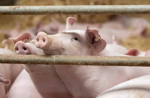 Tierwohl Feature Reportage: Was unterscheidet Massentierhaltung von regionalen Erzeugern? Besuch bei Firma Steinmetz, die einen Blick in den eigenen Schweinestall gewährt; was sagt die Firma zur aktuellen Preispolitik? 15.02.2020 Lampertheim Tierwohl Feature Reportage: Was unterscheidet Massentierhaltung von regionalen Erzeugern? Besuch bei Firma Steinmetz, die einen Blick in den eigenen Schweinestall gewährt; was sagt die Firma zur aktuellen Preispolitik?