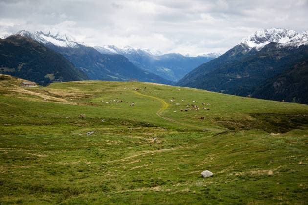 Schweizer *** Swiss 1083401697