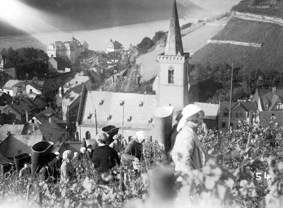 Landwirtschaft, Frauen bei der Weinlese, 1930er Jahre, in der Nähe von Köln, Deutschland, Europa *** Agriculture, women at the grape harvest, 1930s, near Cologne, Germany, Europe Copyright: imageBROKER/our-planet.berlin iblhek04640590.jpg