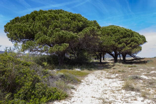 Pinien auf der Düne im Tepilora Nationalpark