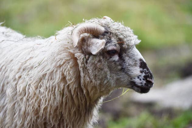 seltenes Walachenschaf *** rare Walachian sheep 1038803988