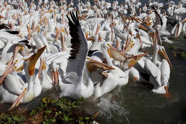 Bourbon pelicans on the shore of Lake Chapala, in the town of Petatan, Michoacan state, Mexico, 18 February 2020. During the winter and part of the spring, the town of Petatan is home to hundreds of Bourbon pelicans, a species that have become part of the landscape and that contributes to the economy of this site on the shores of Lake Chapala, the largest in Mexico . The white spot in the water is seen from the top of the road. The calm waters of the lake are the preferred place for the Bourbon pelicans who travel thousands of kilometers from Canada to spend the winter in the temperate environment of this riverside town. EFE Francisco Guasco Pelicans borregones, the birds that help the development of a Mexican town !ACHTUNG: NUR REDAKTIONELLE NUTZUNG!  Copyright: xFranciscoxGuascox MEX5743 20200224-637181608143912658