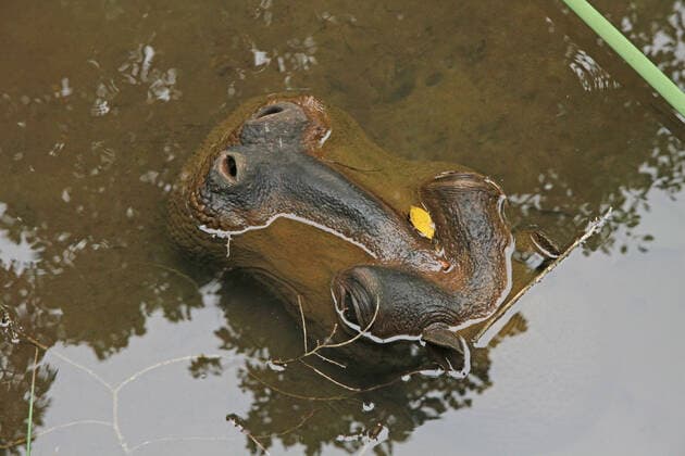 Stone carved hippo statue in water, Elephant Sanctuary, Hazyview, Mpumalanga, South Africa. Copyright: xD-ANKA-0729x