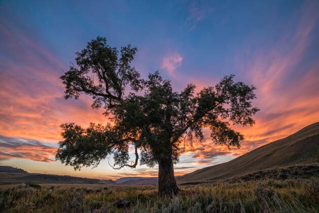 Cottonwood Tree at sunset, Lamar Valley, Yellowstone National Park, Wyoming. Yellowstone National Park Wyoming USA Copyright: xGregxVaughnx GV17070702