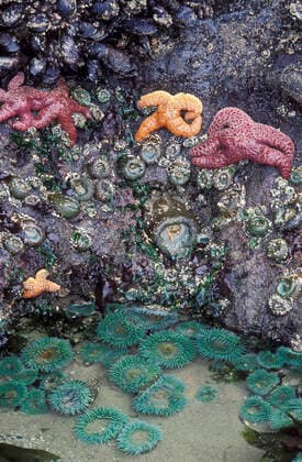 IMAGO Creative: UN Welt-Habitat-Tag am 3. Oktober Starfish, anemones and mussels on tidepool rocks; Oregon coast. Oregon USA Copyright: xGregxVaughnx GVA-1448