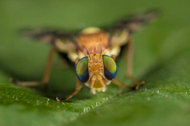 Creative Highlights World Kirschfruchtfliege, Kirsch-Fruchtfliege, Kirschfliege, Kirsch-Fliege (Rhagoletis cerasi, Rhagoletis signata, Trypeta signata), sitzt auf einem Blatt, Vorderansicht, Deutschland cherry fruit fly, tephritid fruit fly (Rhagoletis cerasi, Rhagoletis signata, Trypeta signata), portrait, front view, Germany BLWS606411 Copyright: xblickwinkel W.xWillnerx