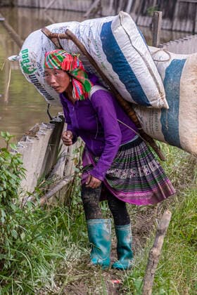 Female workers in terrace rice fields, Mu Cang Chai, near Sapa, Northern Vietnam Mu Cang Chai Yenbai Vietnam Copyright: xGavrielxJecanx xVWPicsx GJE-Vietnam-22