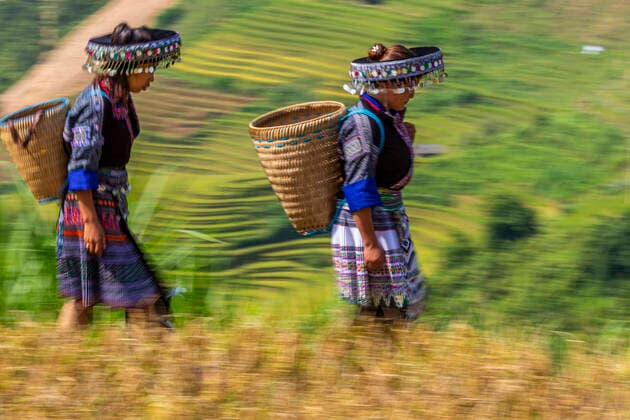 Female workers in terrace rice fields, Mu Cang Chai, near Sapa, Northern Vietnam Mu Cang Chai Yenbai Vietnam Copyright: xGavrielxJecanx xVWPicsx GJE-Vietnam-35